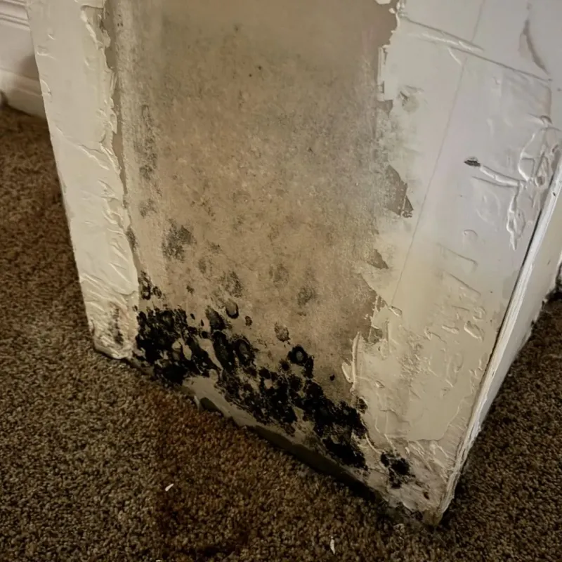Professional Mold Removal in Auburn, IL
